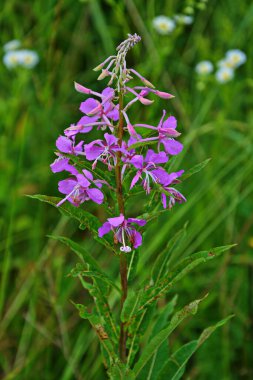 Akşam Chamaenerion angustifolium yaban çiçeği çayırında