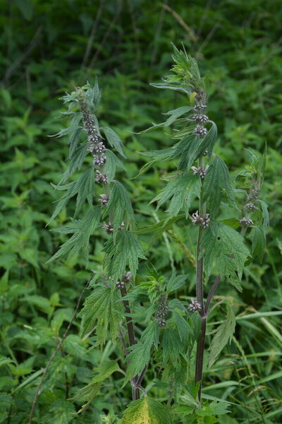 Herb plant motherwort in herb garden, used as cardiotonic medicine. Leonurus cardiaca green leaves, close up.