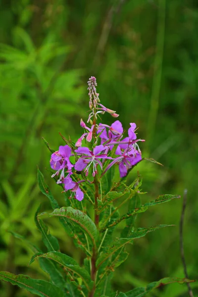 Chamaenerion Angustifolium Tarde Prado Flor Silvestre — Fotografia de Stock