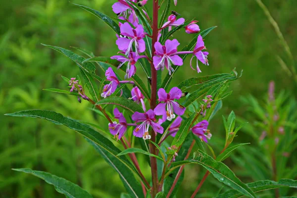Chamaenerion Angustifolium Evening Wildflower Meadow — Stock Photo, Image
