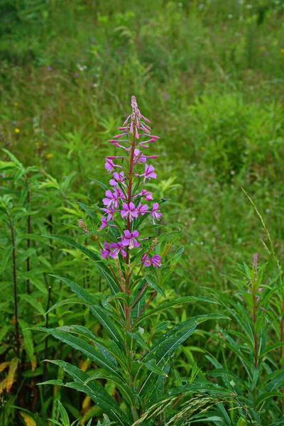 野生の花の牧草地で夜のChamaenerion Angustifolium — ストック写真