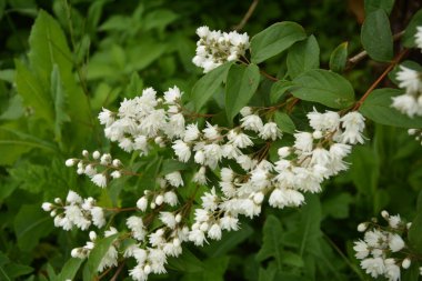 Deutzia crenata çiçekleri (Japon kar çiçeği, Slender Deutzia). Fuzzy Deutzia ve Deutzia Scabra çiçeklendi