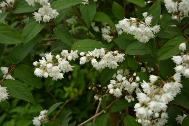 Deutzia crenata çiçekleri (Japon kar çiçeği, Slender Deutzia). Fuzzy Deutzia ve Deutzia Scabra çiçeklendi