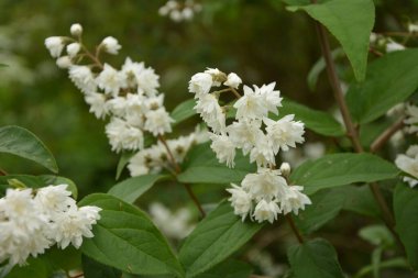 Deutzia crenata çiçekleri (Japon kar çiçeği, Slender Deutzia). Fuzzy Deutzia ve Deutzia Scabra çiçeklendi
