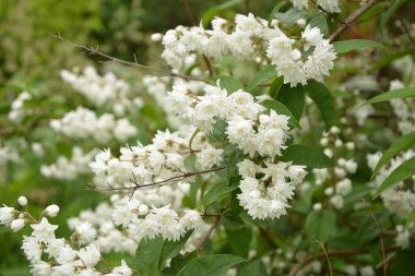 Deutzia crenata çiçekleri (Japon kar çiçeği, Slender Deutzia). Fuzzy Deutzia ve Deutzia Scabra çiçeklendi