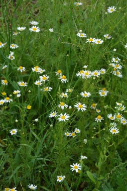 Et sinekleri Sarcophagidae familyasına aittir. Tripleurospermum inodorum, yabani papatya çayı, papatya otu, sahte papatya çayı ve Baldr kaşları, Tripleurospermum türünün bir türüdür..