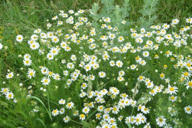 Et sinekleri Sarcophagidae familyasına aittir. Tripleurospermum inodorum, yabani papatya çayı, papatya otu, sahte papatya çayı ve Baldr kaşları, Tripleurospermum türünün bir türüdür..
