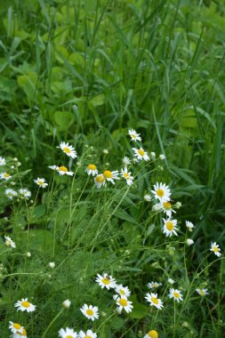 Et sinekleri Sarcophagidae familyasına aittir. Tripleurospermum inodorum, yabani papatya çayı, papatya otu, sahte papatya çayı ve Baldr kaşları, Tripleurospermum türünün bir türüdür..