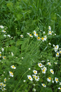 Et sinekleri Sarcophagidae familyasına aittir. Tripleurospermum inodorum, yabani papatya çayı, papatya otu, sahte papatya çayı ve Baldr kaşları, Tripleurospermum türünün bir türüdür..