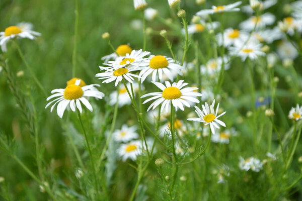 Flesh Flies belong to the family Sarcophagidae. Tripleurospermum inodorum, wild chamomile, mayweed, false chamomile, and Baldr s brow, is the type species of Tripleurospermum.