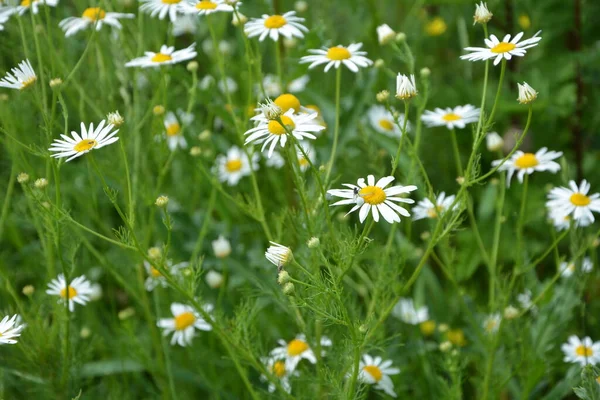 Плотские Мухи Принадлежат Семейству Саркофагов Tripleurospermum Inodorum Wild Romomile Mayweed — стоковое фото