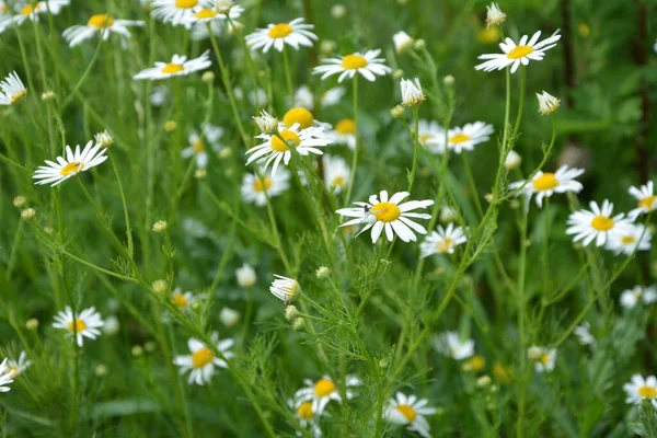 Flesh Flies Belong Family Sarcophagidae Tripleurospermum Inodorum Wild Chamomile Mayweed — Stock Photo, Image