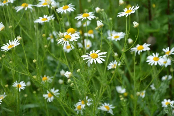 플레시 Flesh Flies Sarcophagidae 속한다 Tripleurospermum Inodorum Wild Chamomile Mayweed — 스톡 사진