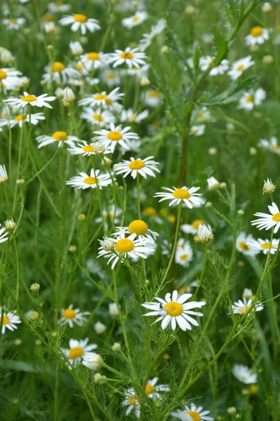 플레시 Flesh Flies Sarcophagidae 속한다 Tripleurospermum Inodorum Wild Chamomile Mayweed — 스톡 사진