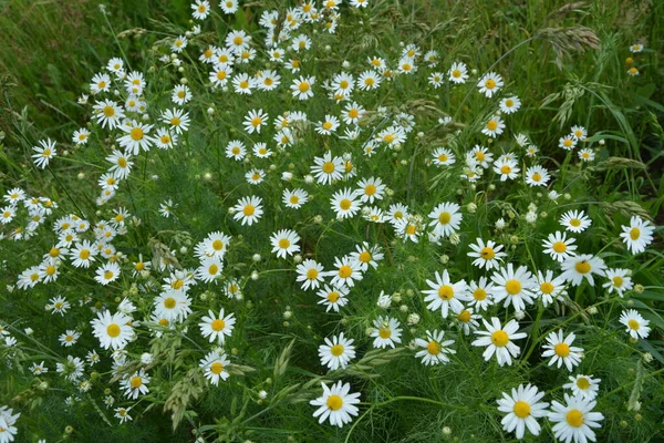 플레시 Flesh Flies Sarcophagidae 속한다 Tripleurospermum Inodorum Wild Chamomile Mayweed — 스톡 사진