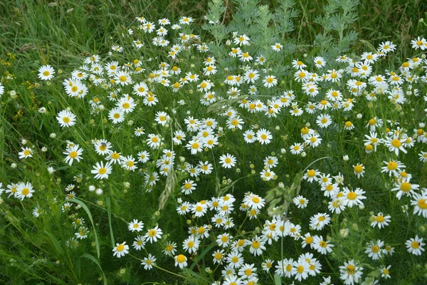 플레시 Flesh Flies Sarcophagidae 속한다 Tripleurospermum Inodorum Wild Chamomile Mayweed — 스톡 사진