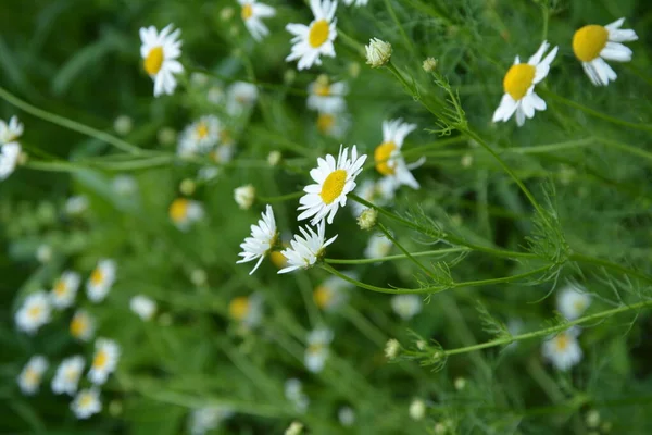 플레시 Flesh Flies Sarcophagidae 속한다 Tripleurospermum Inodorum Wild Chamomile Mayweed — 스톡 사진