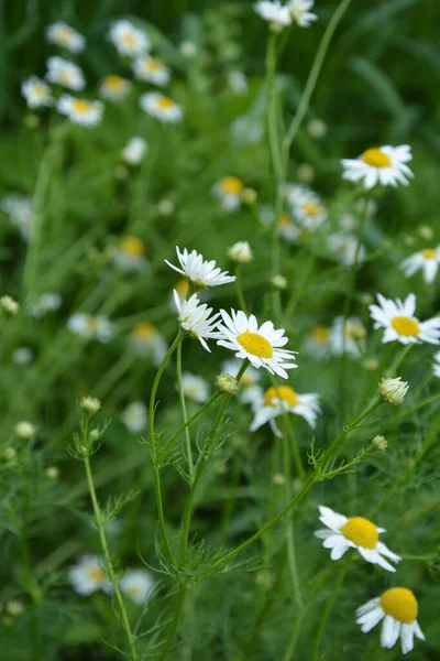 Плотские Мухи Принадлежат Семейству Саркофагов Tripleurospermum Inodorum Wild Romomile Mayweed — стоковое фото