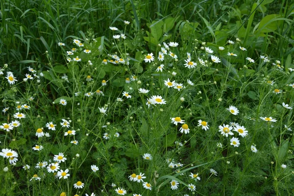 플레시 Flesh Flies Sarcophagidae 속한다 Tripleurospermum Inodorum Wild Chamomile Mayweed — 스톡 사진