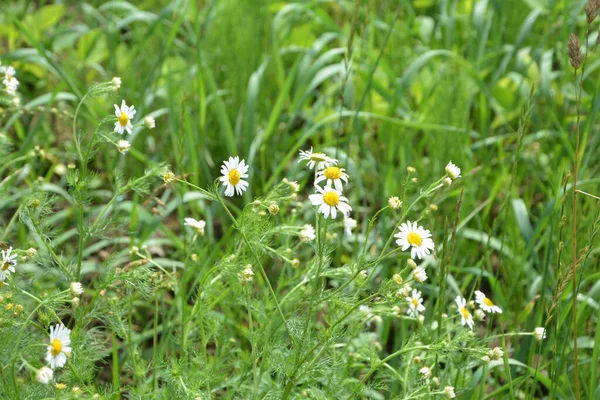 Flesh Flies Belong Family Sarcophagidae Tripleurospermum Inodorum Wild Chamomile Mayweed — Stock Photo, Image