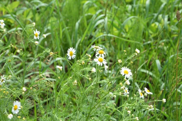 Húslegyek Szarkofágfélék Családjába Tartoznak Tripleurospermum Inodorum Vad Kamilla Mayweed Hamis — Stock Fotó