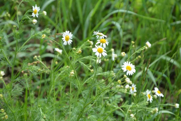 Flesh Flies Belong Family Sarcophagidae Tripleurospermum Inodorum Wild Chamomile Mayweed — Stock Photo, Image