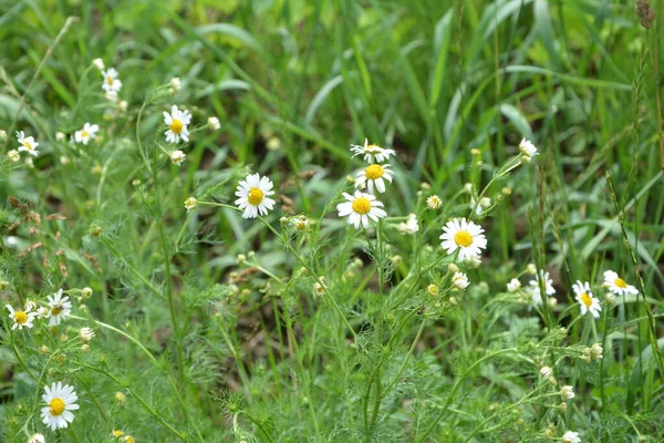 Flesh Flies Belong Family Sarcophagidae Tripleurospermum Inodorum Wild Chamomile Mayweed — Stock Photo, Image