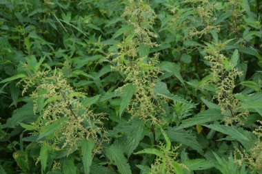 Isırgan otunun makro fotoğrafı. Yumuşak yeşil yapraklı ısırgan otu. Arka plan Bitki Isırganı toprakta yetişir
