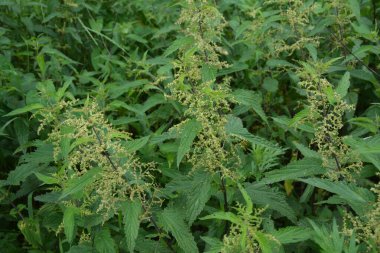 Isırgan otunun makro fotoğrafı. Yumuşak yeşil yapraklı ısırgan otu. Arka plan Bitki Isırganı toprakta yetişir