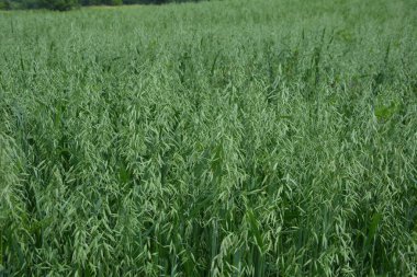 Yulaf, yulaf tarlası, büyüyen yulaf tarlası, yeşil yulaf, yulaf ekimi. Olgunlaşmamış yulaf, yeşil tarla.