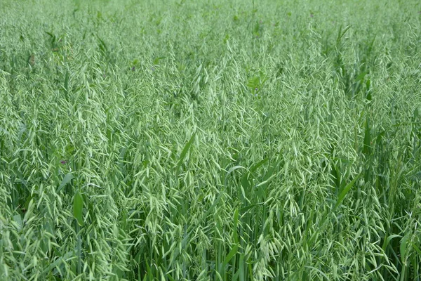 Oat, oats field, field with growing oats, green oats, oats cultivation.Unripe Oat harvest, green field