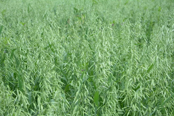Oat, oats field, field with growing oats, green oats, oats cultivation.Unripe Oat harvest, green field