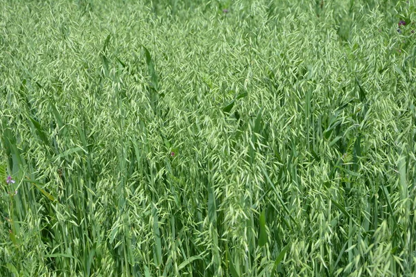 Oat, oats field, field with growing oats, green oats, oats cultivation.Unripe Oat harvest, green field