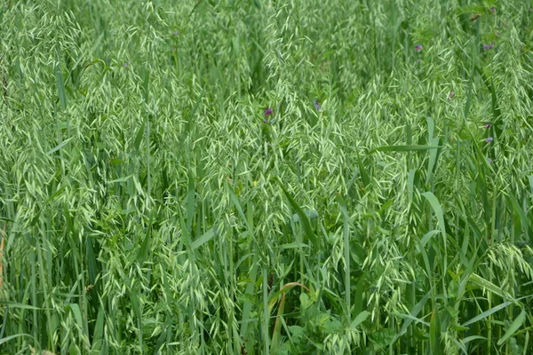 Oat, oats field, field with growing oats, green oats, oats cultivation.Unripe Oat harvest, green field