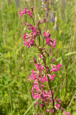 Silene viscaria, yapışkan kedi sineği veya yapışkan campion, Caryophyllaceae familyasından bir bitki türü..