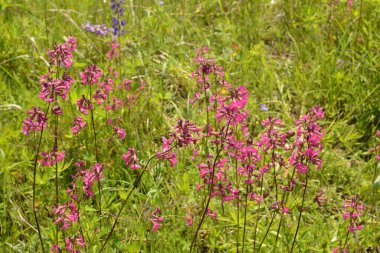 Silene viscaria, yapışkan kedi sineği veya yapışkan campion, Caryophyllaceae familyasından bir bitki türü..