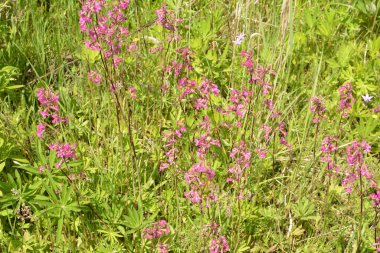 Silene viscaria, yapışkan kedi sineği veya yapışkan campion, Caryophyllaceae familyasından bir bitki türü..