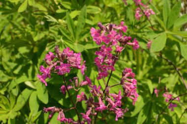 Silene viscaria, yapışkan kedi sineği veya yapışkan campion, Caryophyllaceae familyasından bir bitki türü..