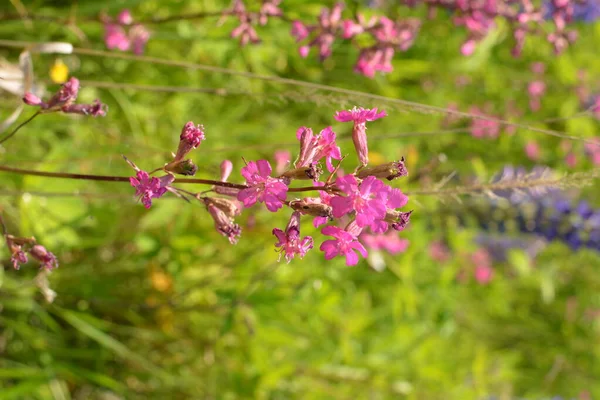 Silene Viscaria Een Plant Uit Familie Caryophyllaceae Onderfamilie Caryophyllaceae — Stockfoto