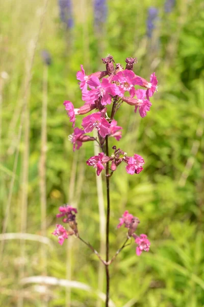 Silene Viscaria Sticky Catchfly Clammy Campion Flowering Plant Family Caryophyllaceae — Stock Photo, Image