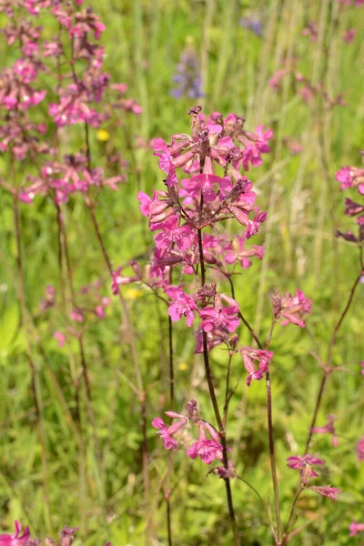 Silene Viscaria Sticky Catchfly Clammy Campion Flowering Plant Family Caryophyllaceae — Stock Photo, Image