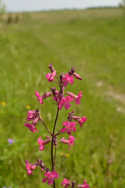 Silene Viscaria Ragadós Füllégy Vagy Nyirkos Tábor Virágzó Növény Caryophyllaceae — Stock Fotó