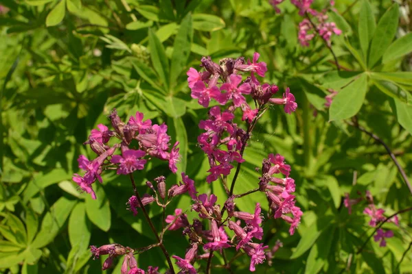 Silene Viscaria Sticky Catchfly Clammy Campion Flowering Plant Family Caryophyllaceae — Stock Photo, Image