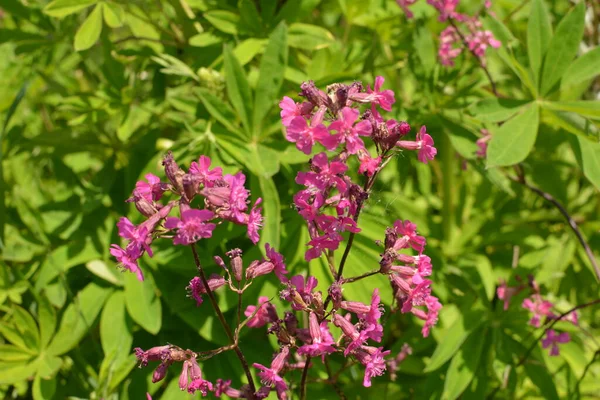 Silene Viscaria Uma Espécie Angiospérmica Família Caryophyllaceae — Fotografia de Stock