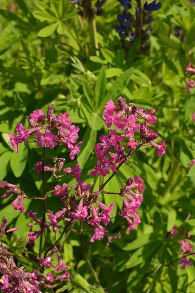 Silene Viscaria Uma Espécie Angiospérmica Família Caryophyllaceae — Fotografia de Stock