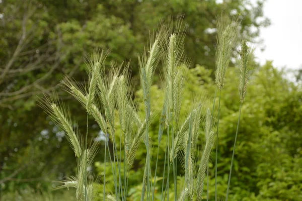 Rye Green Growing Field Rye Ear Close Secale Cereale Poaceae — Stock Photo, Image