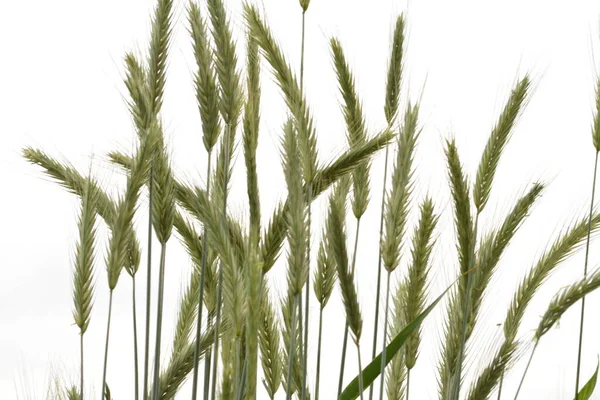 Rogge Groen Groeit Het Veld Rogge Oor Dicht Secale Ontbijtgranen — Stockfoto