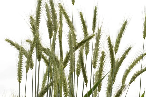 Rogge Groen Groeit Het Veld Rogge Oor Dicht Secale Ontbijtgranen — Stockfoto