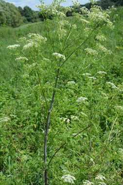 Baldıran otu (Conium maculatum) kökü mor lekeler gösterir. Zehirli baldıran otunun sapı, mor benekli..