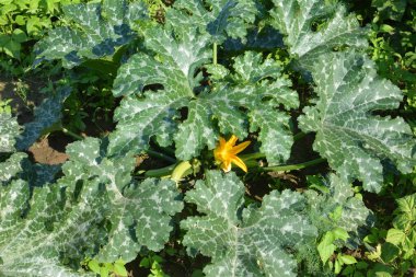 Sebze bahçesinde kabağın çiçekli ve olgun meyveleri - seçici odak, kopyalama alanı